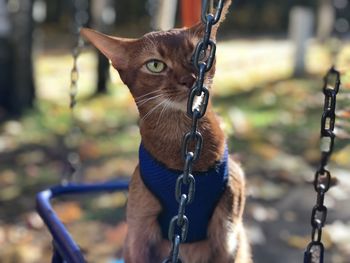 Close-up of a cat