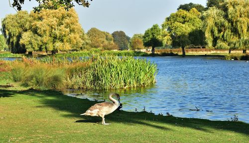 Bird in a lake