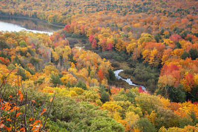 High angle view of trees in forest during autumn