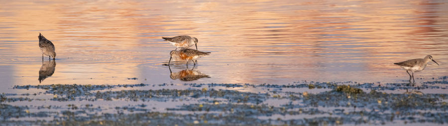 View of birds on lake