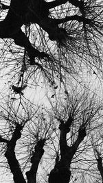 Low angle view of bare trees against sky