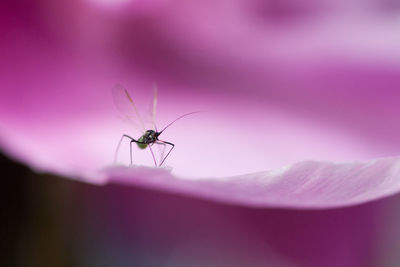 Close-up of insect on wall