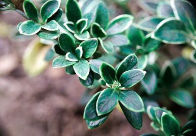 Close-up of green leaves