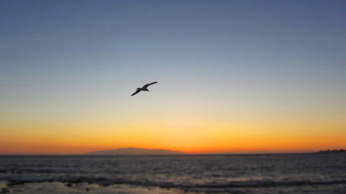 Silhouette bird flying over sea against clear sky during sunset