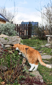 Side view of a cat against built structure