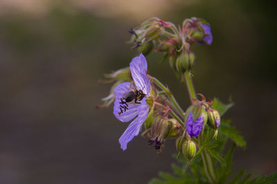 Close-up of bee pollinating on purple flower