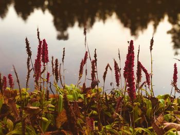 Close-up of plants against calm lake