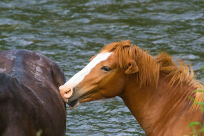 Horse close-up in summer season at the river