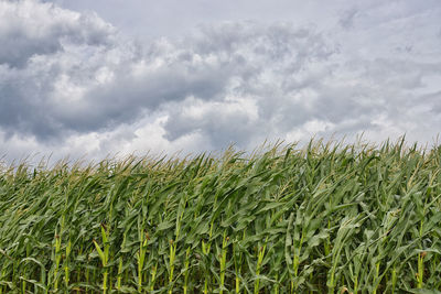 Crops growing on field against sky