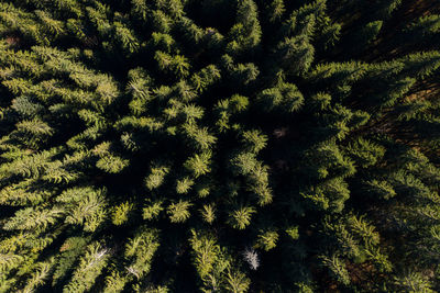 Aerial view of evergreen forest. above view of canopy of green pine trees