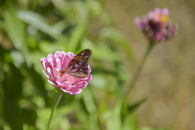 Close-up of butterfly pollinating on pink flower