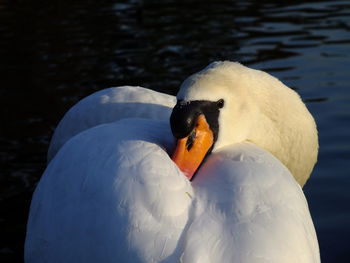 Close-up of swan in lake on sunny day