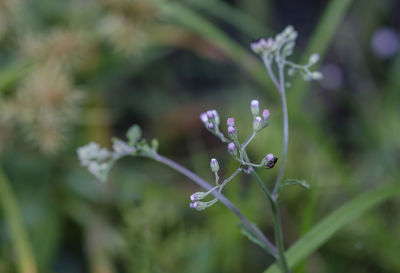 Close-up of wet purple flowering plant