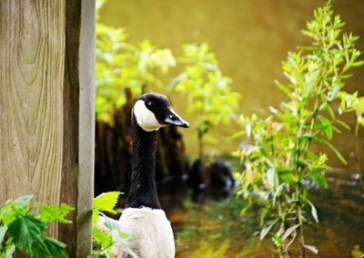 Bird perching on plant