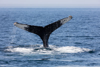 Tail of whale swimming in sea