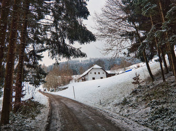 Road amidst trees and buildings during winter