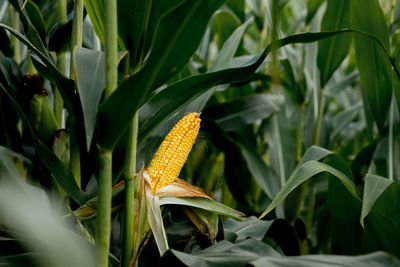 Close-up of corn growing on field