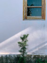 Plants growing by window on wall of building