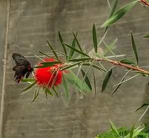 Close-up of red flowers