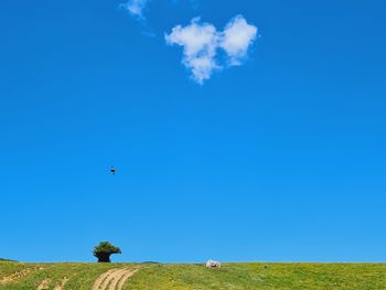 Scenic view of agricultural field against clear blue sky