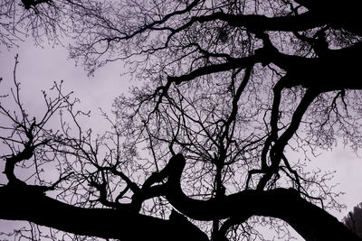 Low angle view of silhouette tree against sky