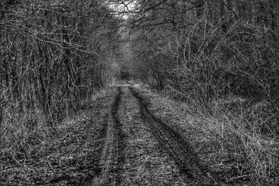 Bare tree on field in forest