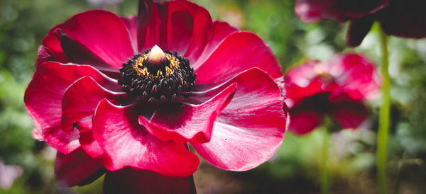 Close-up of bee on pink flower