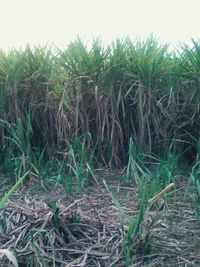 Plants growing on field