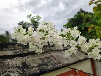Close-up of white flowering plant against sky