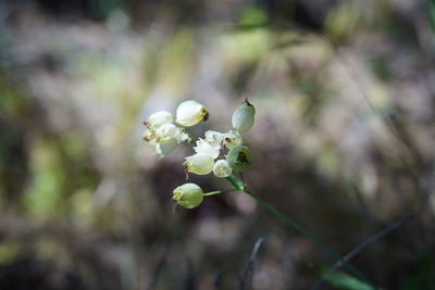 Close-up of white flowering plant