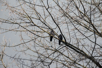 Low angle view of bird perching on bare tree