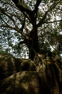 Trees growing in sunlight