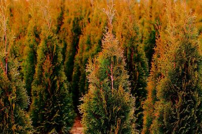 Pine trees in forest during autumn