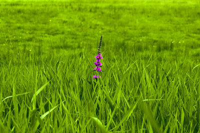 View of plant growing in field