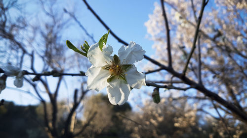 Close-up of white almond  blossom tree 