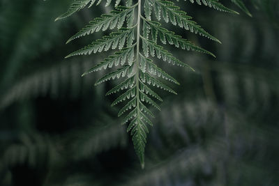 Close-up of green leaves on pine tree