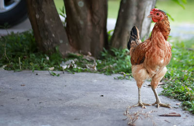 View of a bird on field
