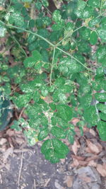 High angle view of plant growing on field