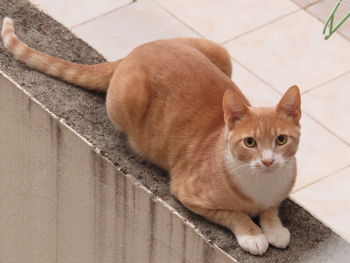 High angle view of cat sitting on retaining wall