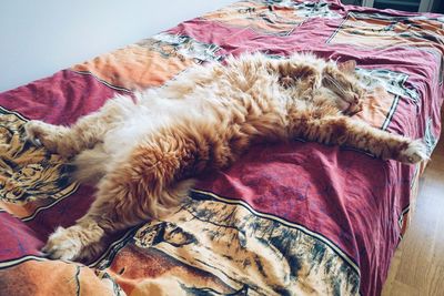 High angle view of cat sleeping on bed