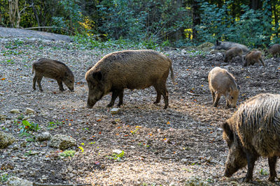 Flock of sheep grazing in a field