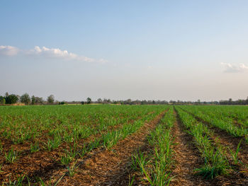 Scenic view of agricultural field against sky