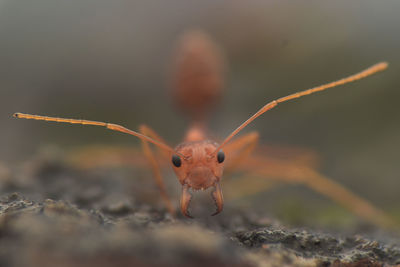 Close-up of insect on rock