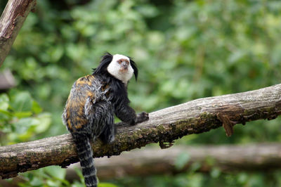 Bird perching on branch