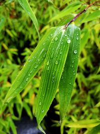 Close-up of raindrops on grass