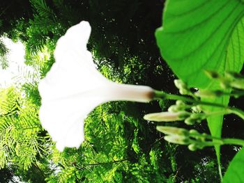 Close-up of plant