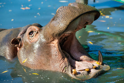 Hippopotamus with open mouth close-up
