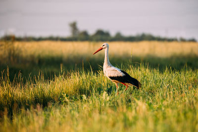 Bird on a field