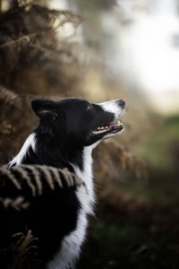 Close-up of dog looking away