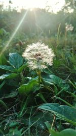 Close-up of flower plant